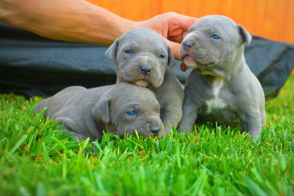 what can pitbull puppies eat