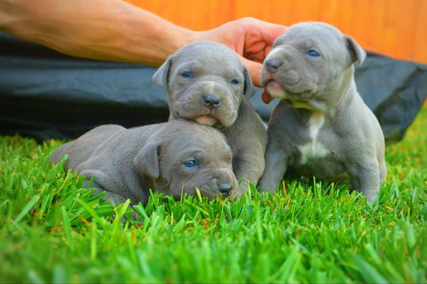 how to care for a 5 week old pitbull puppy - jonah-lubrano