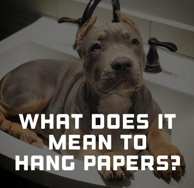 what does it mean if your dog has papers