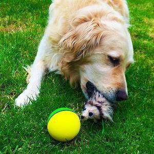 activation ball for dogs