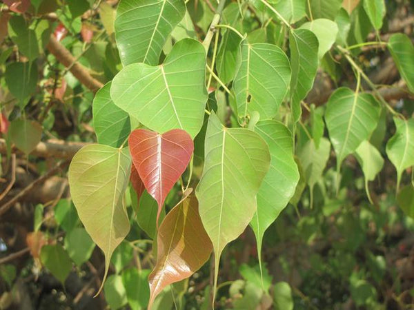 Organic Peepal Leaves – GreenDNA® India