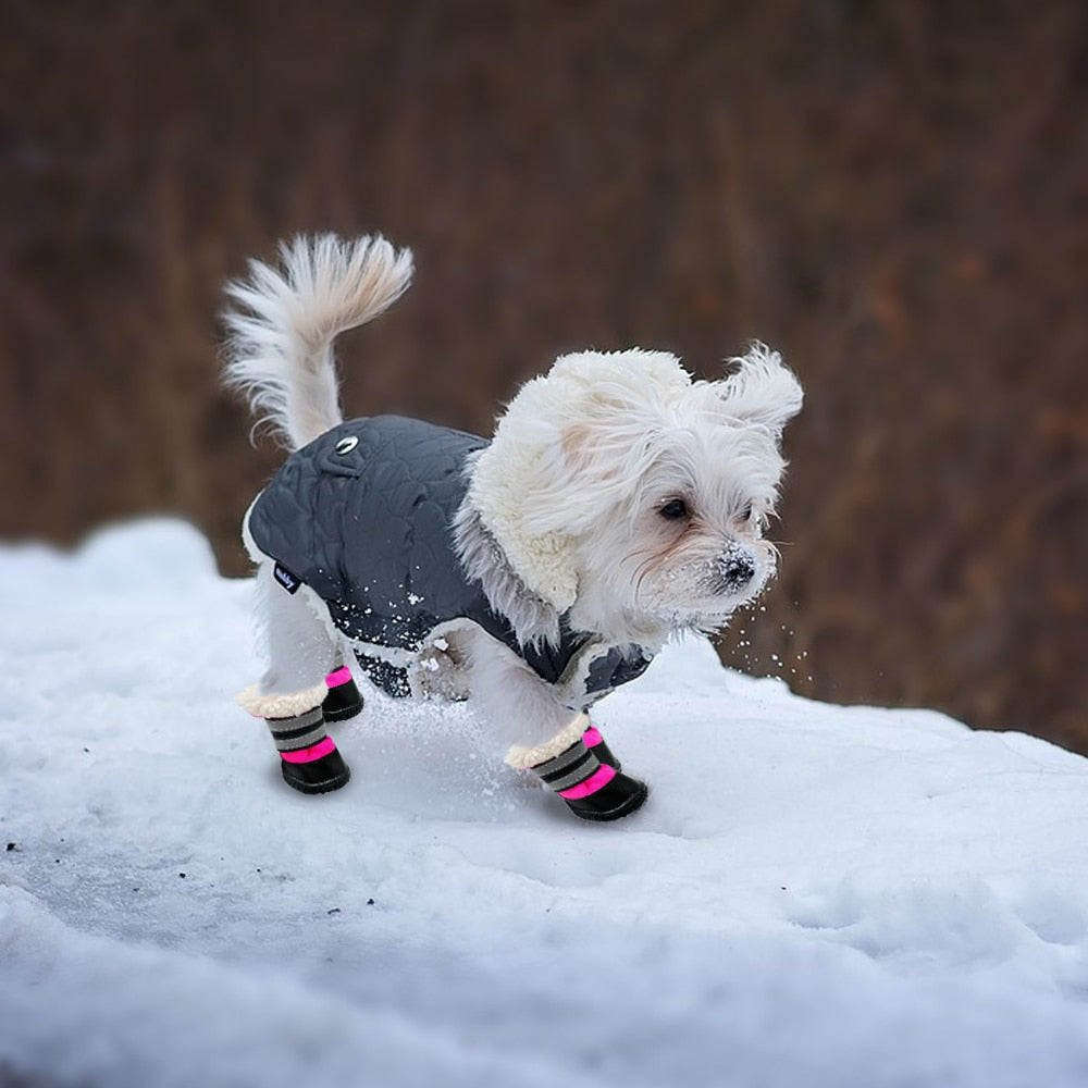 dog shoes for small dogs