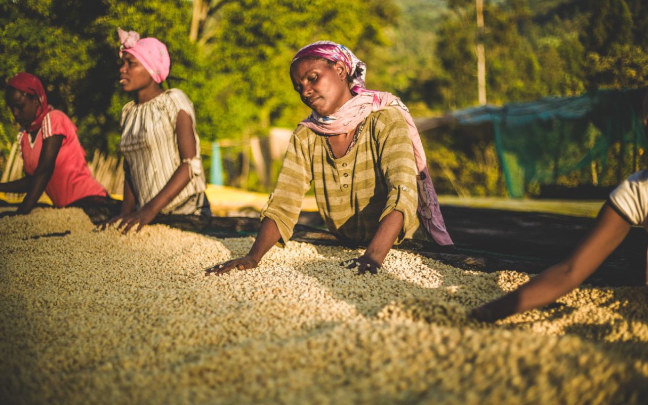 coffee producers