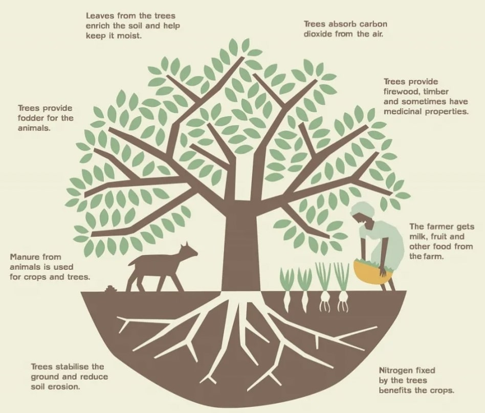 Wat is agroforestry