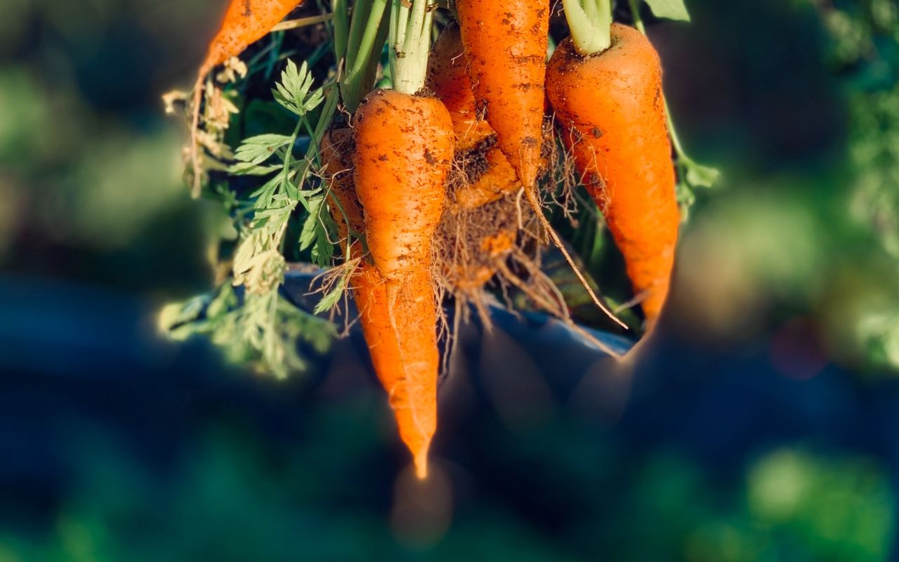 Carrots