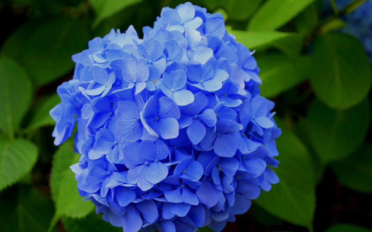 Hydrangea