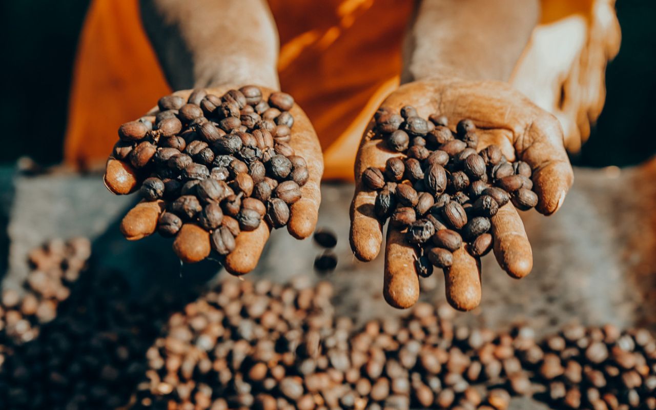 Coffee berries