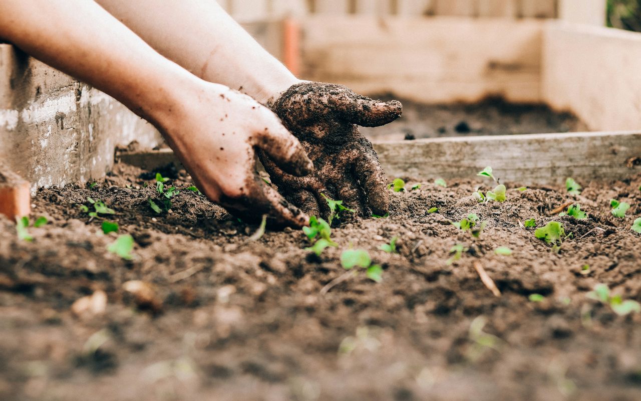 coffee grounds in the garden