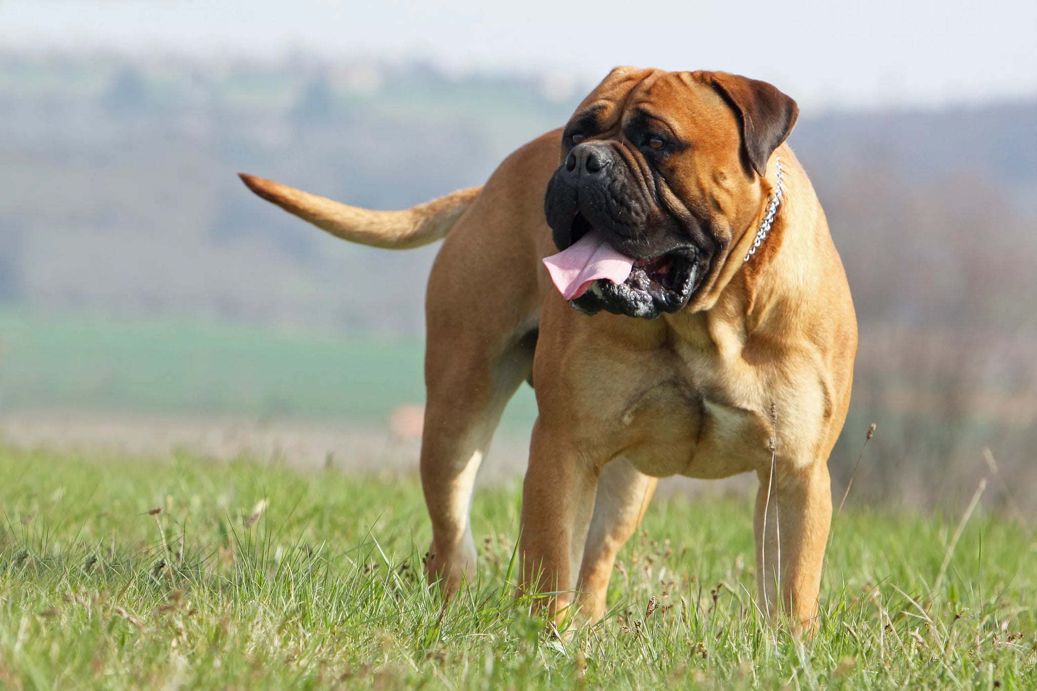 Bullmastiff