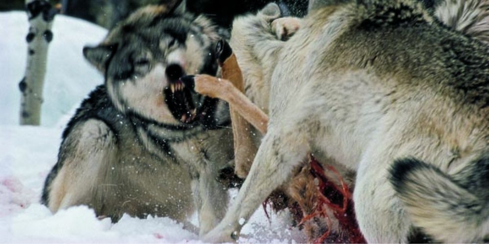 les meutes de loups sont des chasseurs efficaces