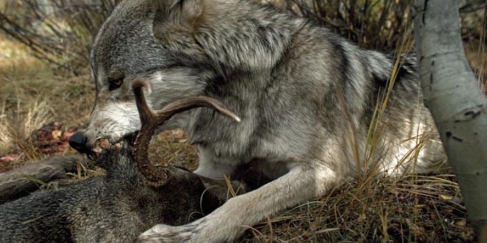 Les loups sont des chasseurs alpha dans la forêt.