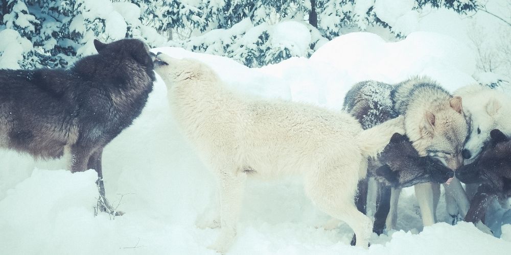 les gens qui aiment les loups ont beaucoup d'accessoires différents avec les loups