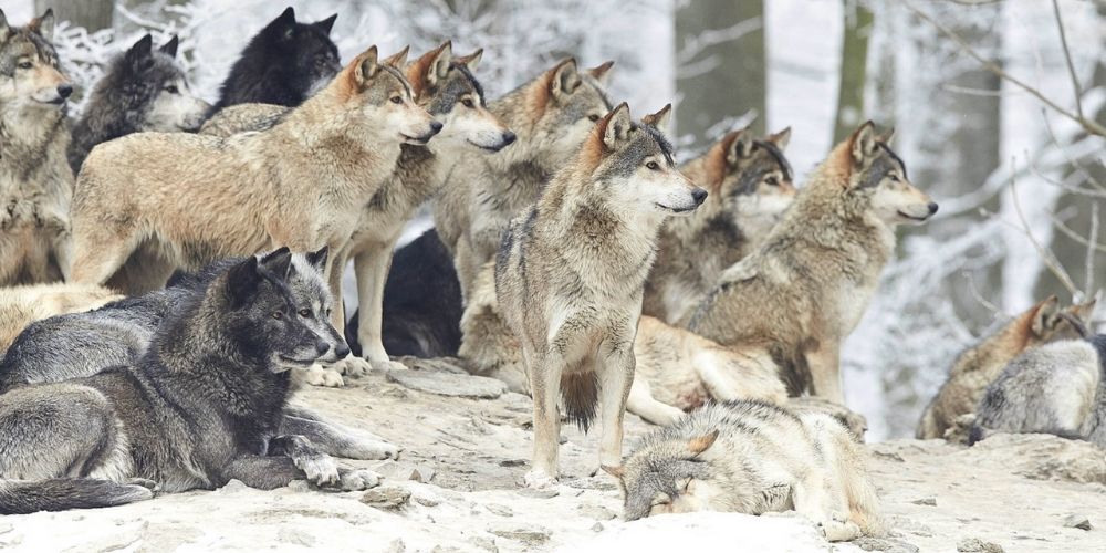 les loups et leur importance dans la nature