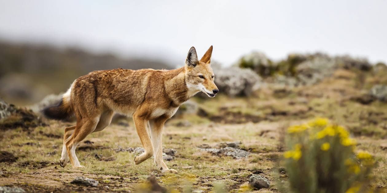 le-loup-abyssinie