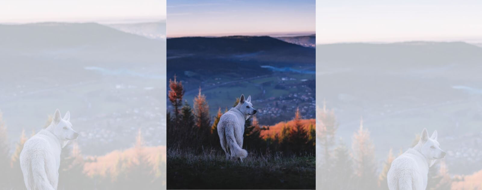 loup blanc qui regarde la civilisation humaine