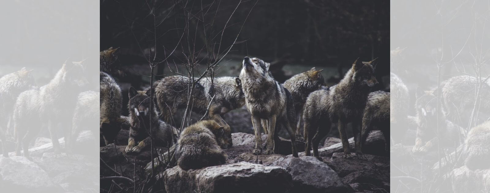 Top 10 des Faits sur les Loups