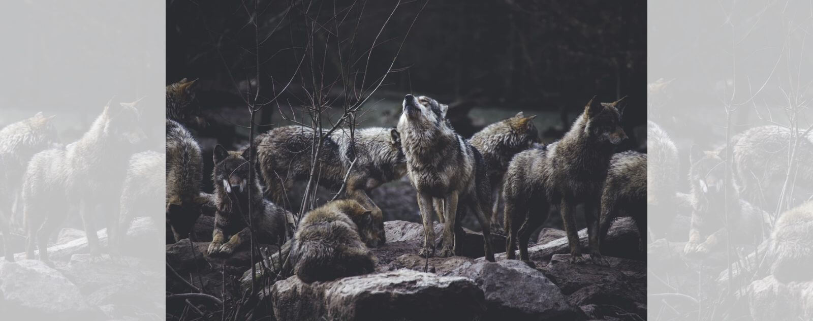 meute de loups qui hurlent