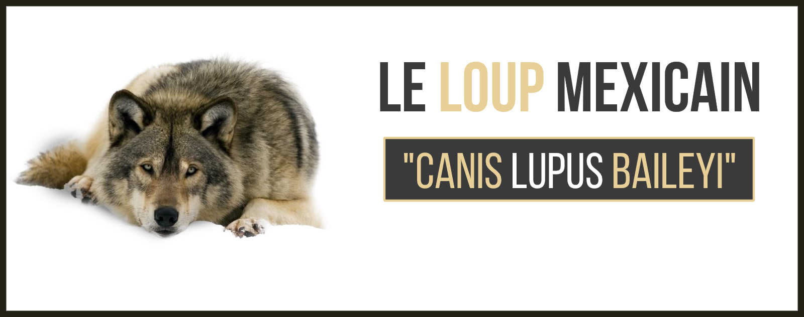 Le Loup Mexicain Canis lupus baileyi