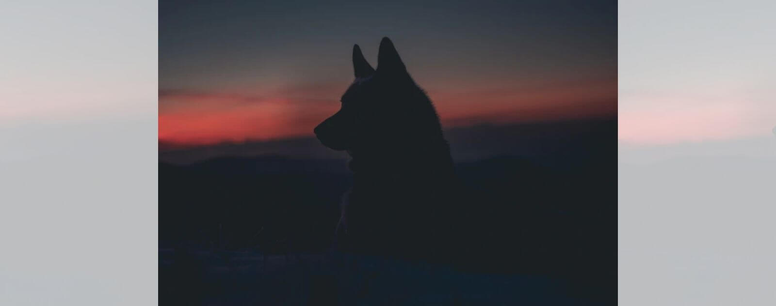 silhouette de loup avec un coucher de soleil