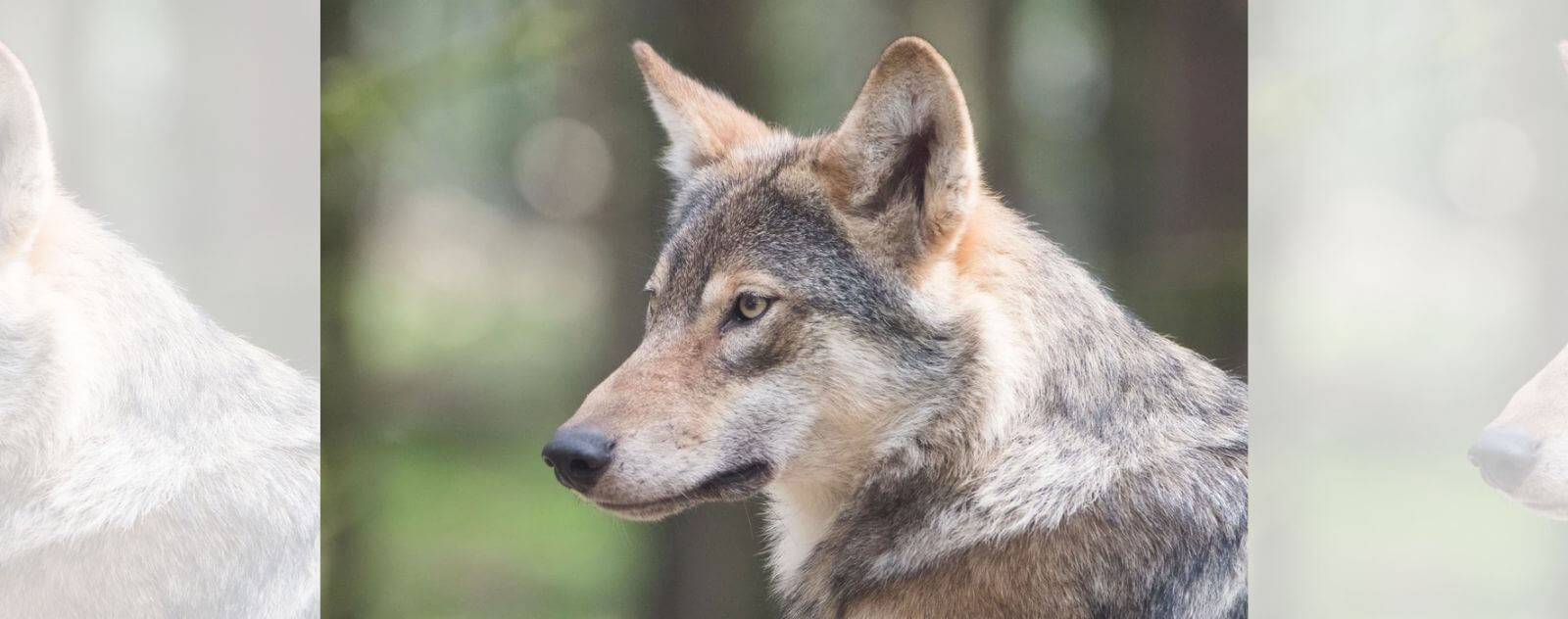 tête de loup gris