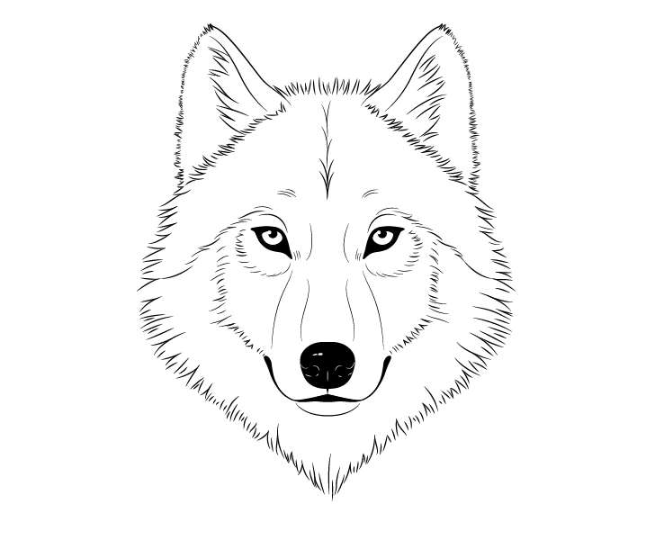 Dessin A Imprimer Dessin De Loup Facile A Imprimer Images