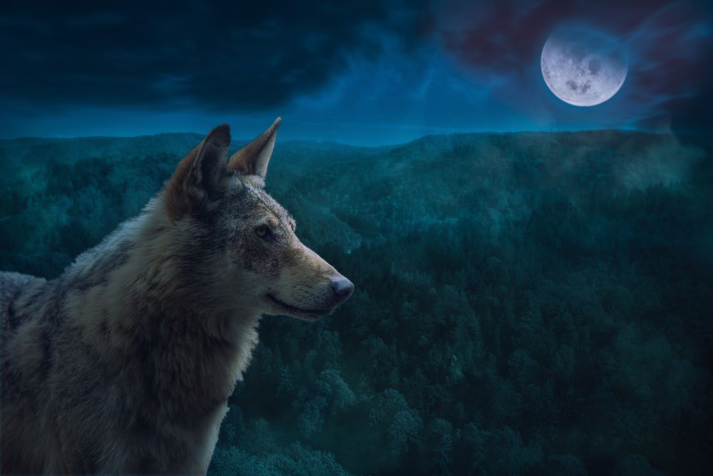 les loups sont ils gris la nuit