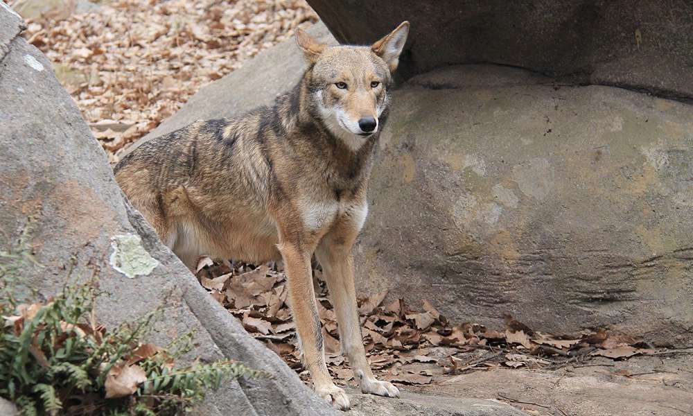 loup rouge roux