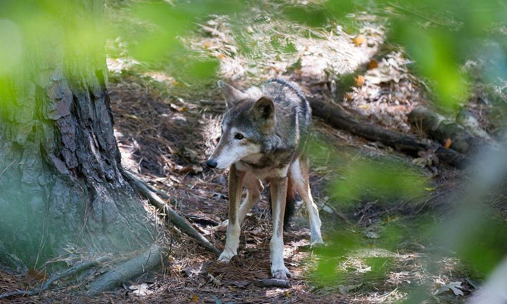 Le loup rouge est au bord de l'extinction pour la deuxième fois