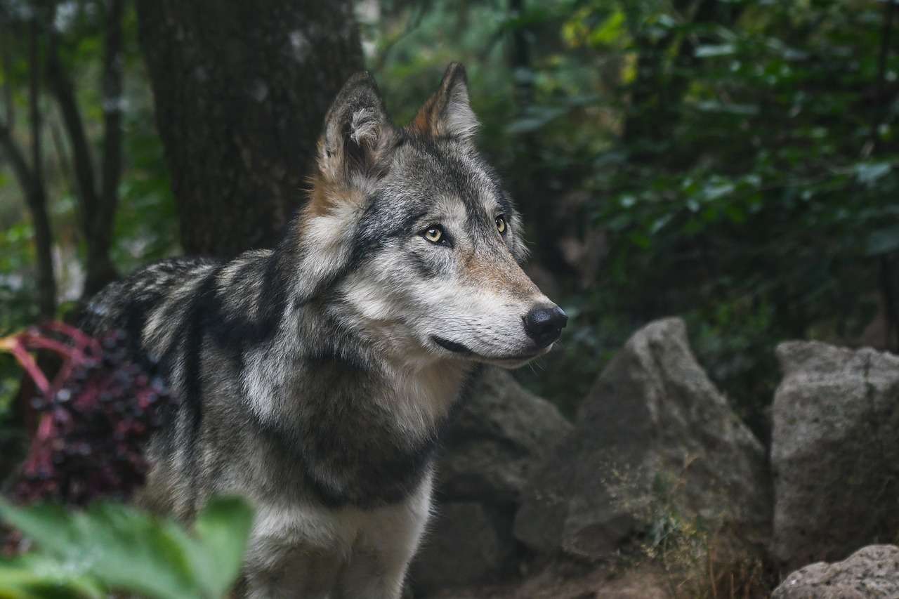 signification reve loup gris