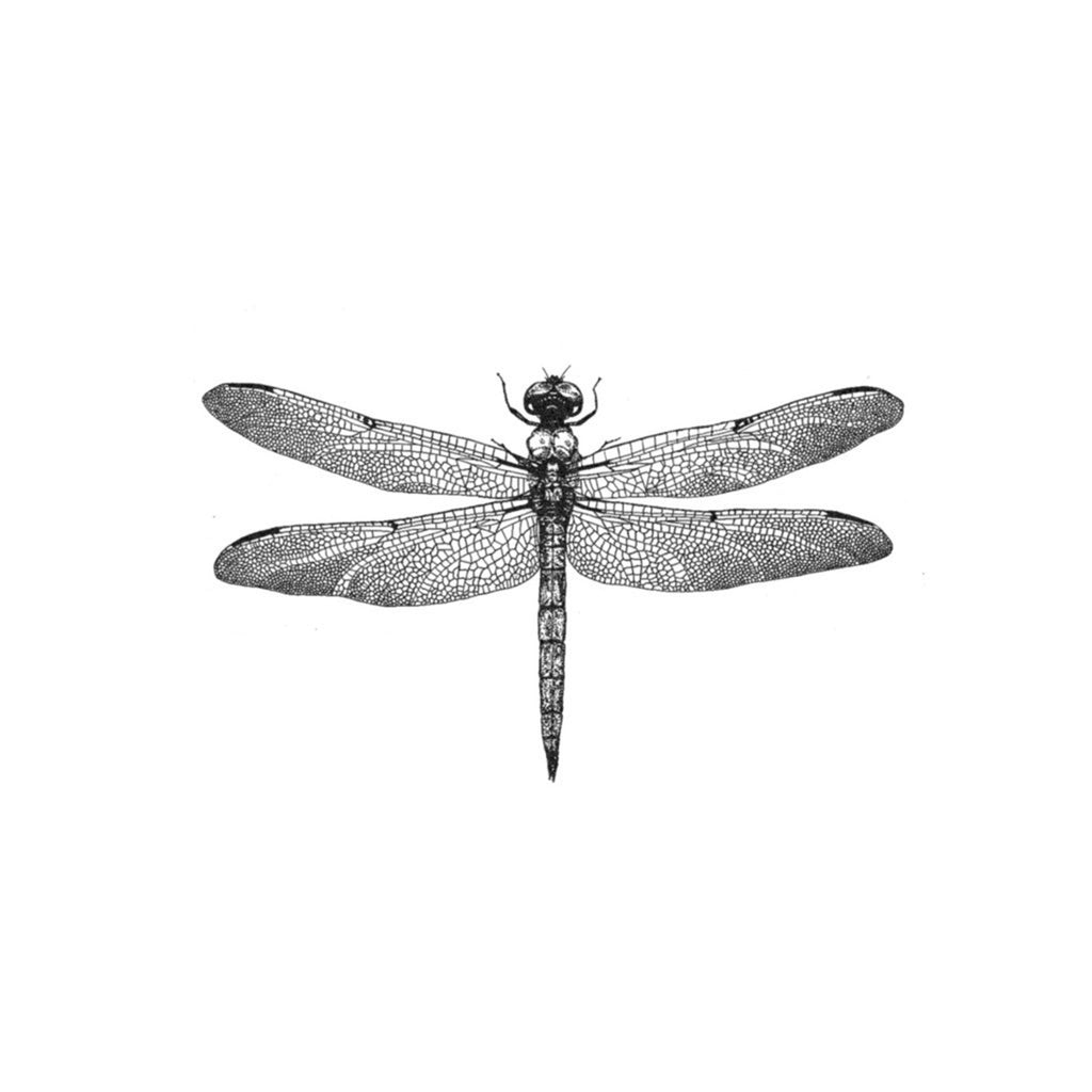 Dragonfly Temporary Tattoo  EasyTatt
