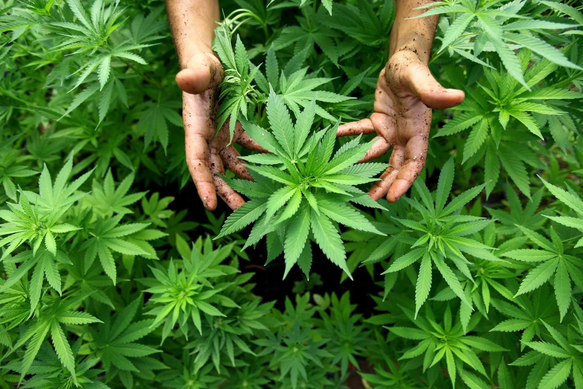 Hemp cannabis growing farm soil