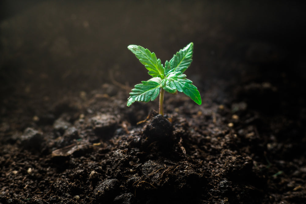 Hemp cannabis seedling growing