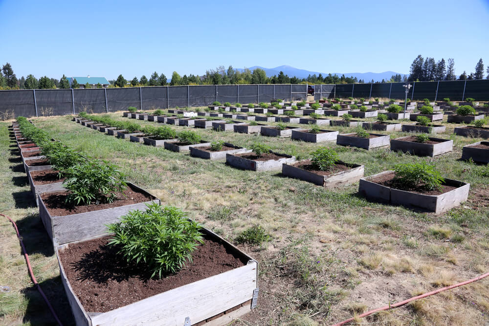 Sustainable cannabis farm