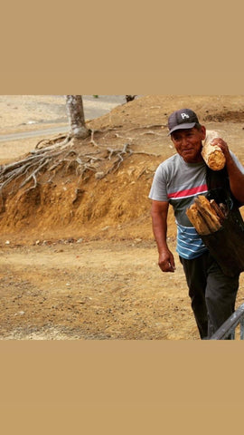 Peruvian Native Man Harvesting and Carrying Palo Santo Wood