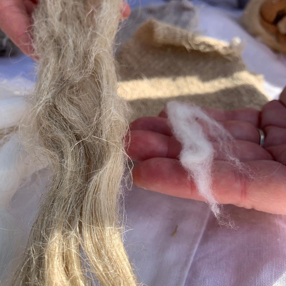 strands of flax compared with cotton fibers