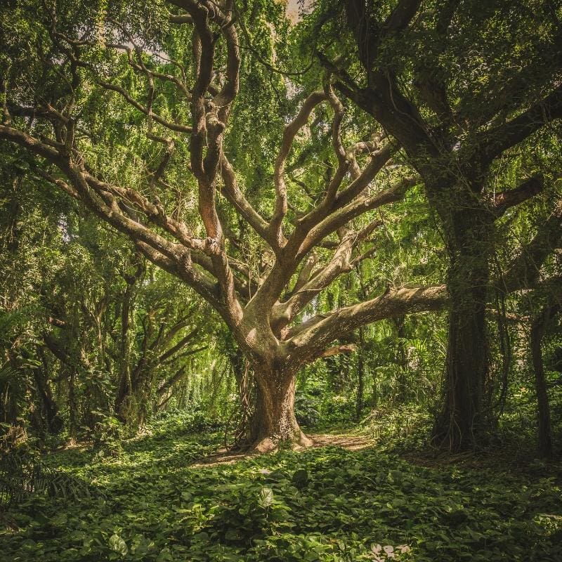 Résultat de recherche d'images pour "arbre""