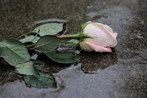 bringing flowers to a memorial service