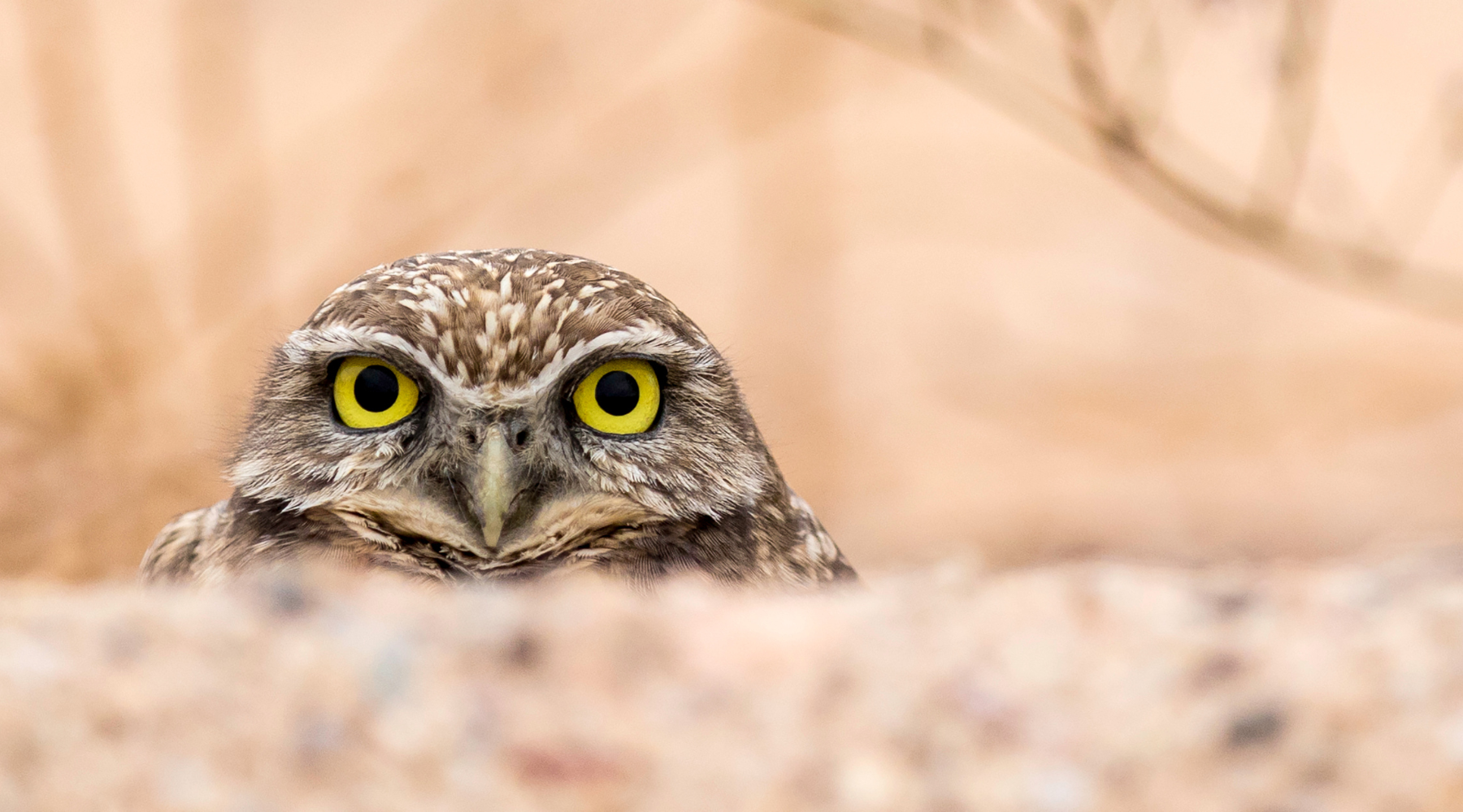 Photo Of A Burrowing Owl