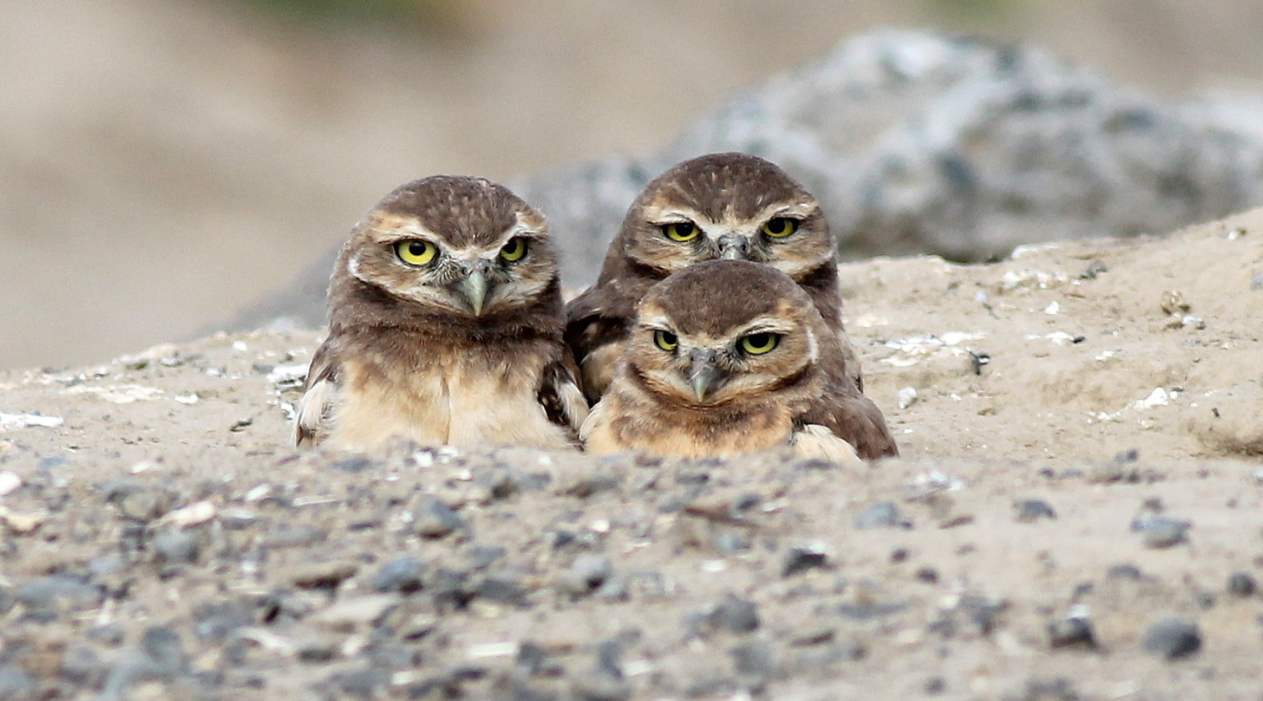 3 Burrowing Owls