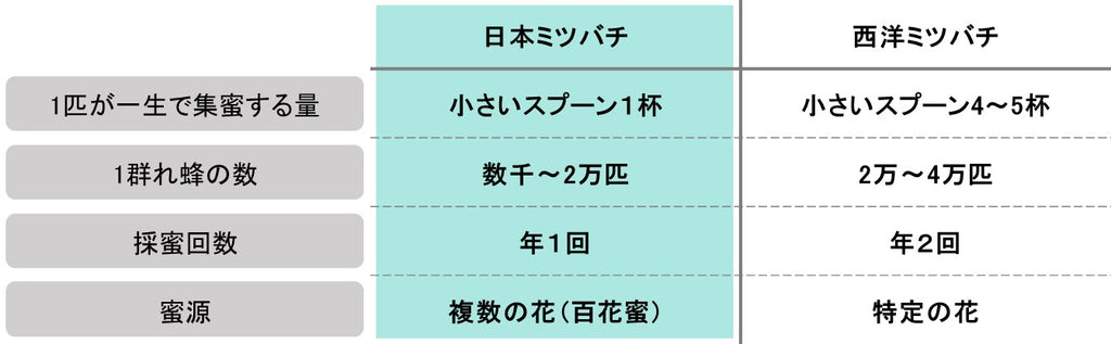 日本ミツバチの蜂蜜が希少な理由