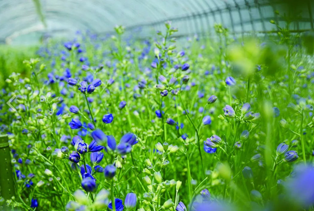 自社栽培のお花