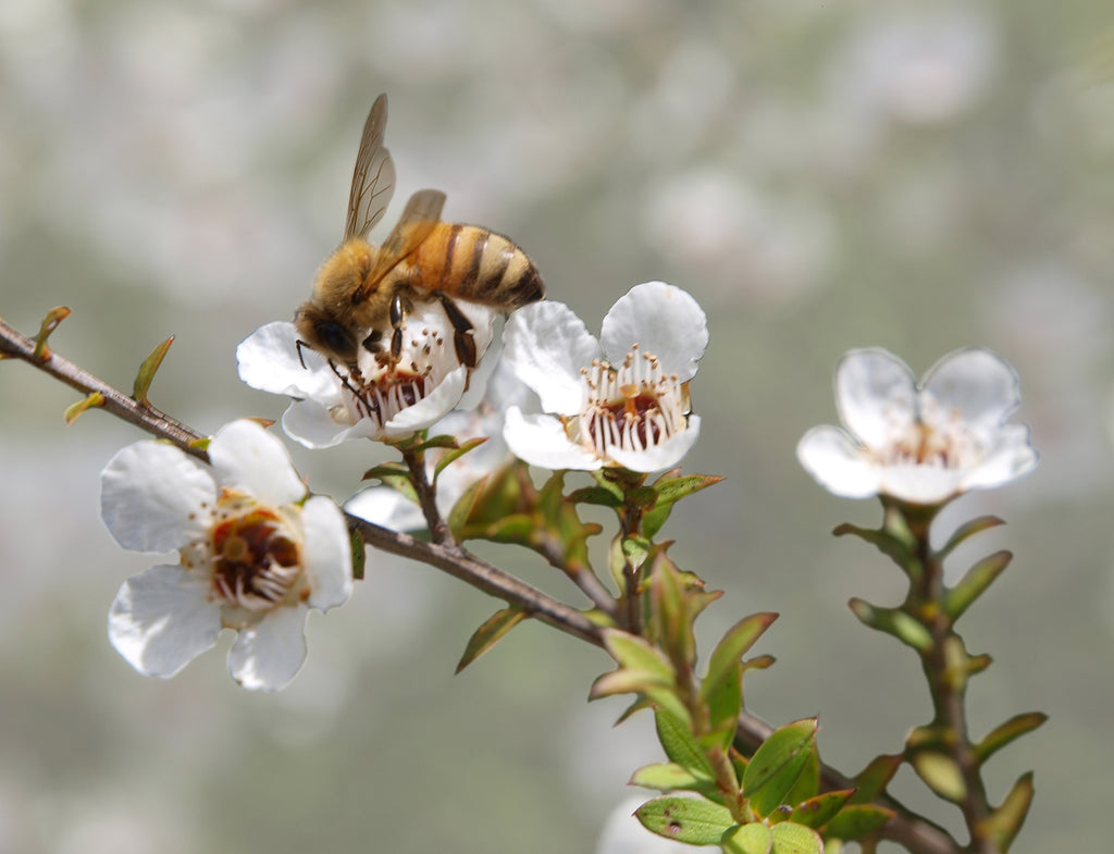 マヌカの花蜜を集めるミツバチ