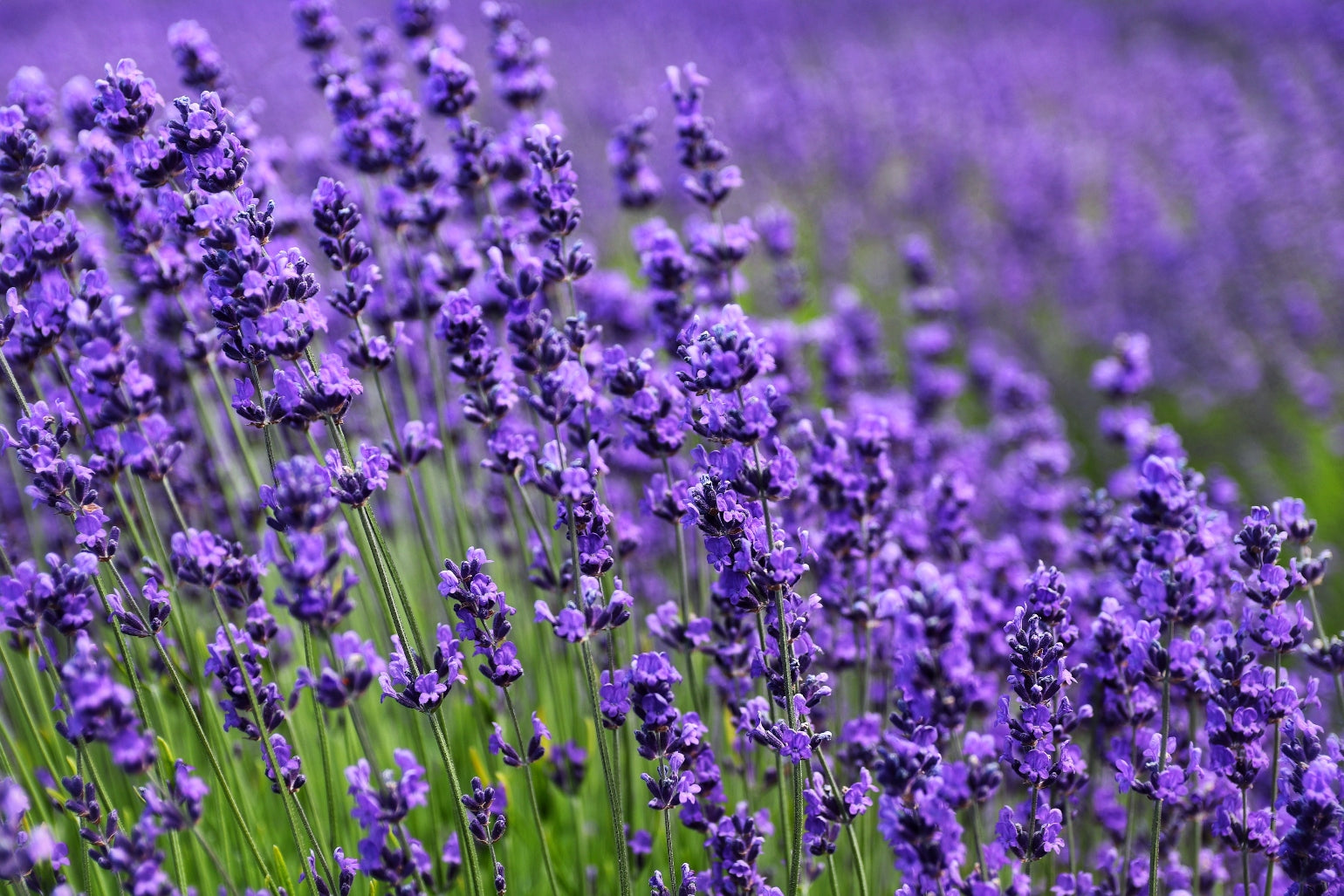 Propiedades de la Flor de Lavanda – Universo Garden Angels