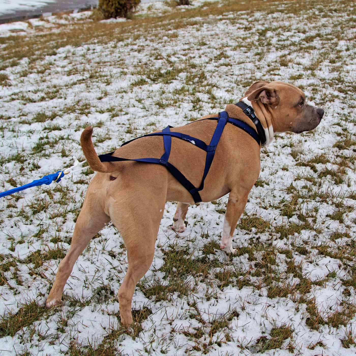 dog harness for pulling