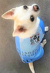 Coventry City dog shirt, Coventry City dog coat, Coventry City dog kit