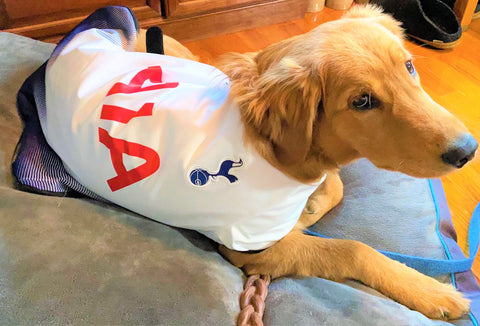 Dog Football Jerseys at Pet Super Store - With Our Best - Denver Lifestyle  Blog