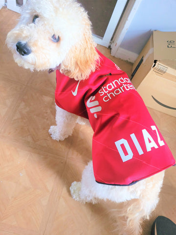 Liverpool shirt on dog, Liverpool dog, Liverpool jersey on dog, dog football shirt
