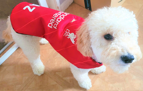 Liverpool dog, Liverpool shirt on dog, Liverpool jersey on dog, dog with Liverpool shirt