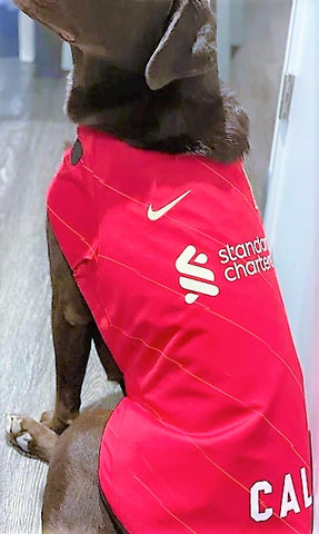 Liverpoool dog supporter, Liverpool dog fan, Liverpool shirt on dog, Liverpool pets, Liverpool dog