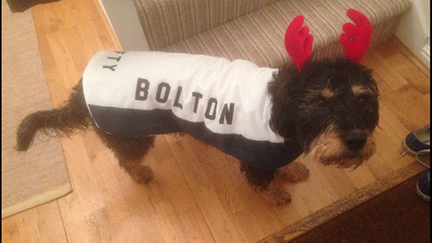 Bolton dog coat